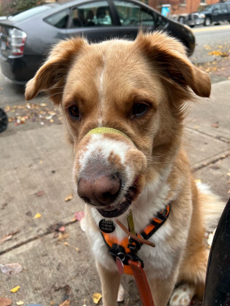 Cute yellow and white dog sneezes into a weird snarl. 