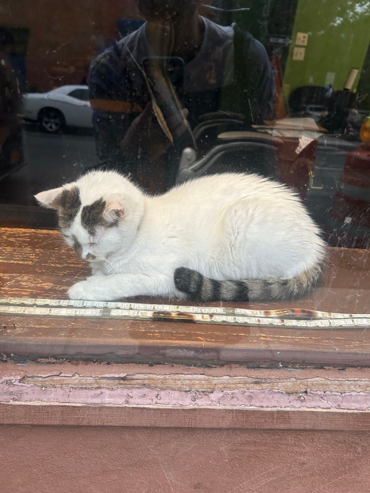 Photo of a sleepy, mostly white cat dozing in the window sill of an office. They are dreaming of Stonks.