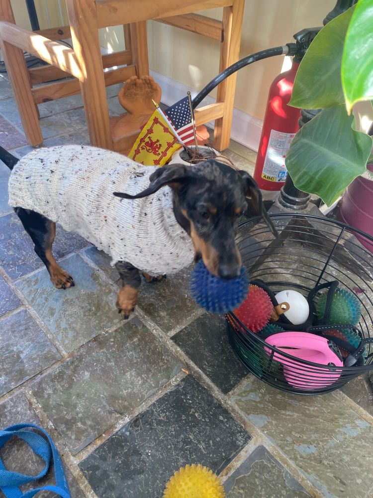 A mini dapple dachshund wearing a hand knit sweater with a blue ball in his mouth