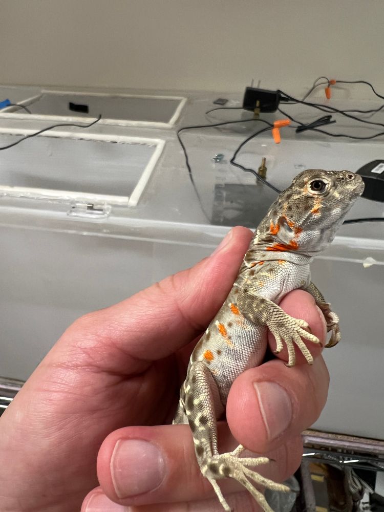 A captive born female blunt-nosed leopard lizard with nuptial blush