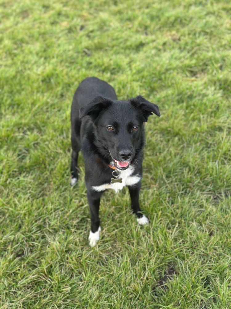 Crumble, a mostly black dog with white chest and paws, smiling while stood on the grass