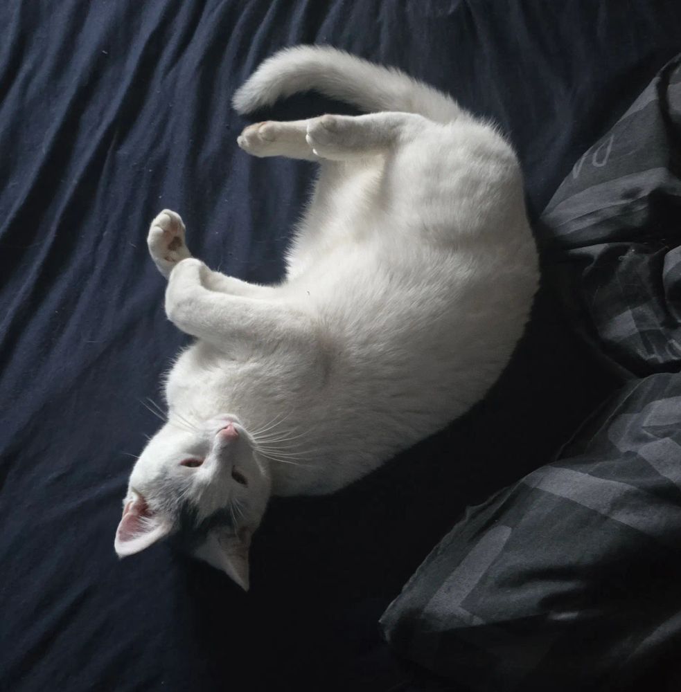 A white cat is lying on its back on a dark blue bedspread. The cat's body is arched, with its legs stretched out and its paws slightly raised. Its head is tilted back, and its eyes are partially closed, giving it a relaxed and content appearance. The cat's fur is smooth and fluffy, and its pink nose and ears are visible.
Generated by altbot
