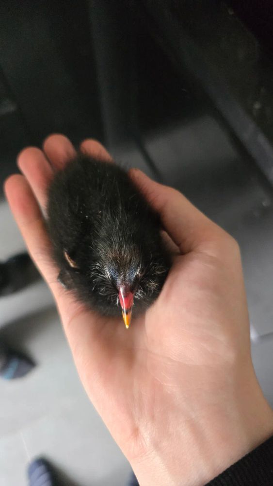 Lil black bird with a red/yellow beak in my hand