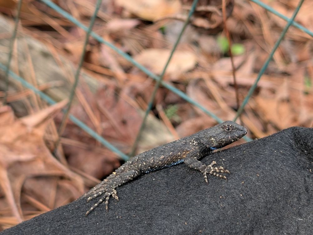 A photo of a fence lizard, with rough dark grey and tan scales and a blue belly peeking out, sitting on a fabric potato bag. The background shows out-of-focus chicken wire fencing, brown winter leaves, and green early season sprouts.