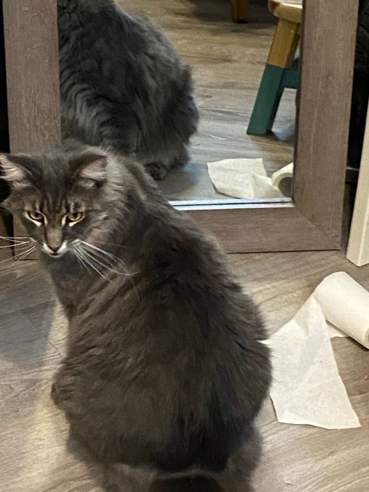 Picture shows a big grey cat looking back over his shoulder. In front of him is a mirror that shows a roll of toilet paper that he hunted from the bathroom. He is trying to convince me with his look that the strange cat in the mirror did it, not him. Hims deserves lick-um treats. 