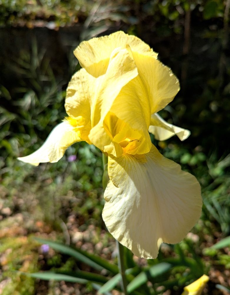 Single pale yellow bearded iris in the garden