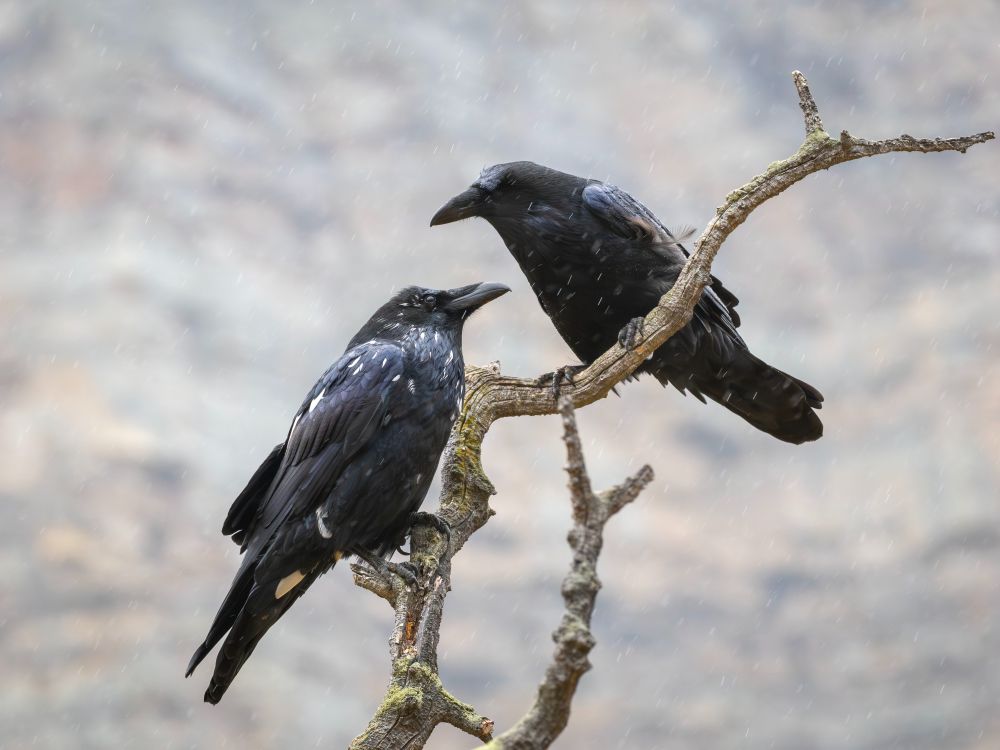 Two common ravens perched on a branch in the rain
