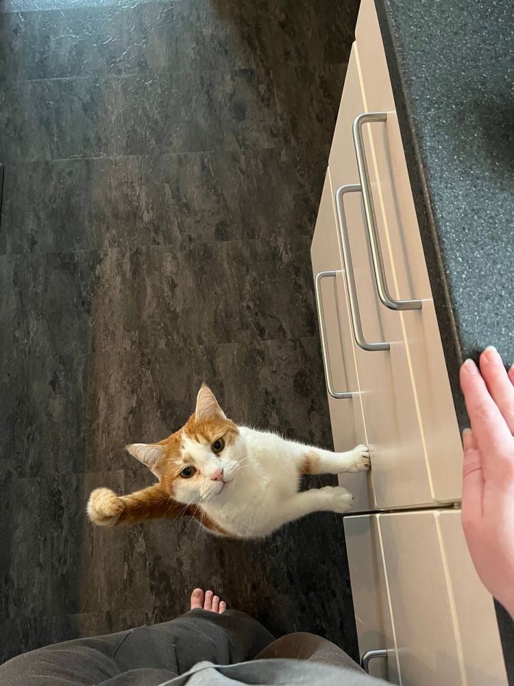 The picture is taken looking down from a persons POV. A little ginger and white cat is looking sweetly back up at the person while standing on her back legs and leaning on kitchen cupboards begging for food. 