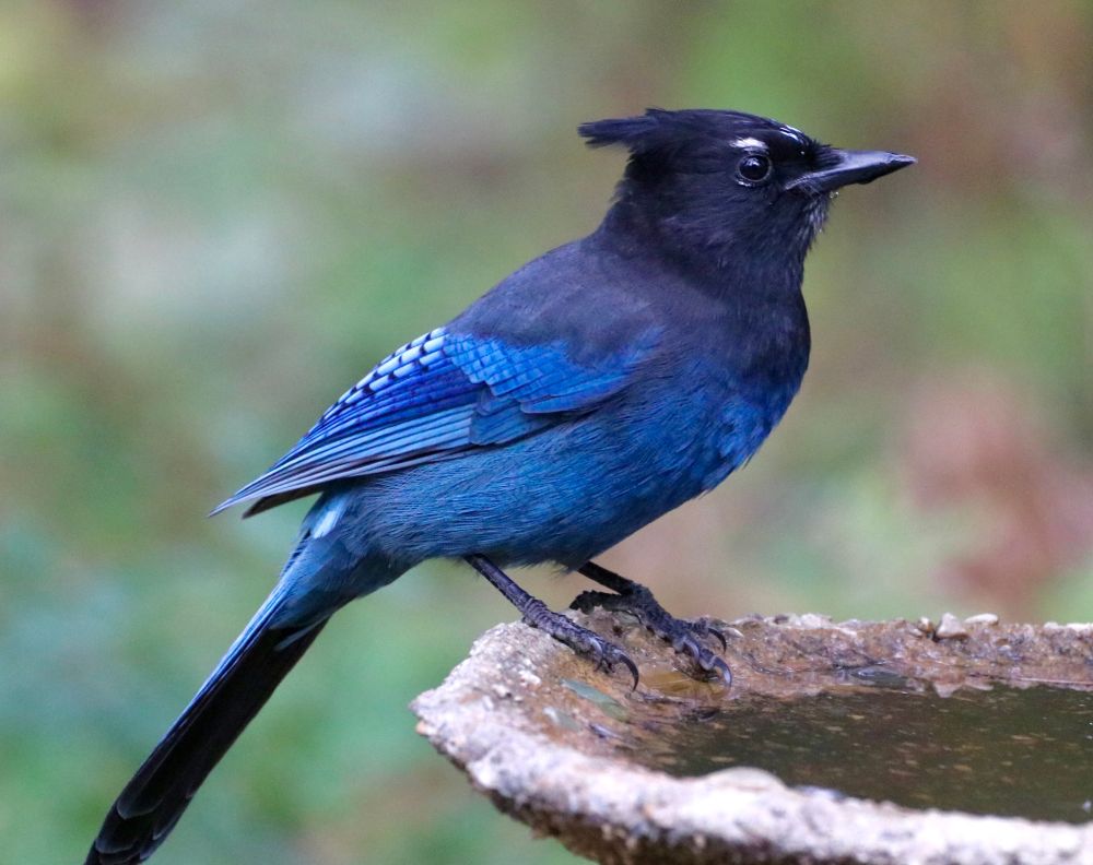 This is a pic of a Stellar's Jay whose beautiful iridescent blue plumage belies his rascal character, sometimes called a Robber Jay