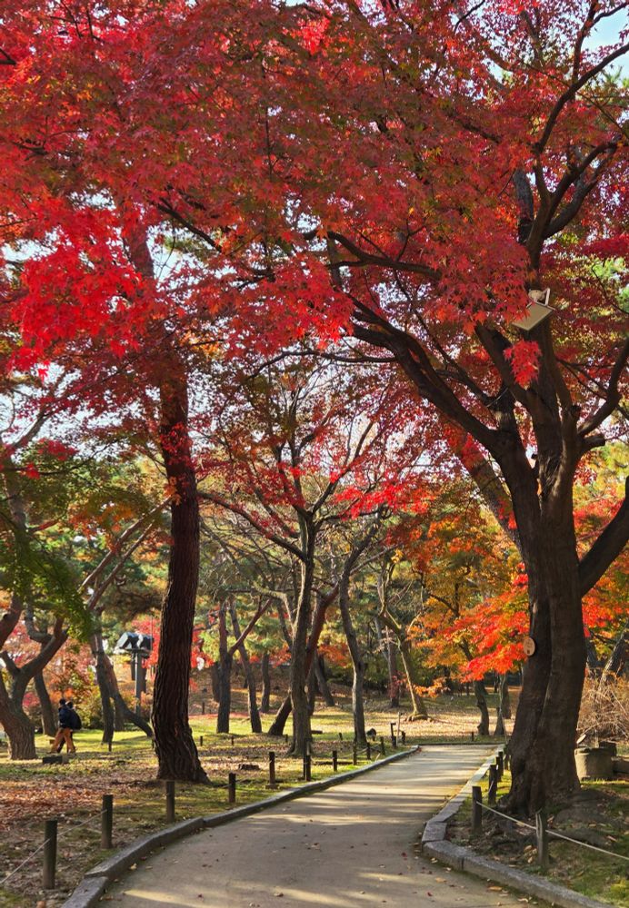 Trees with bright red leaves, orange and green foilage in the background