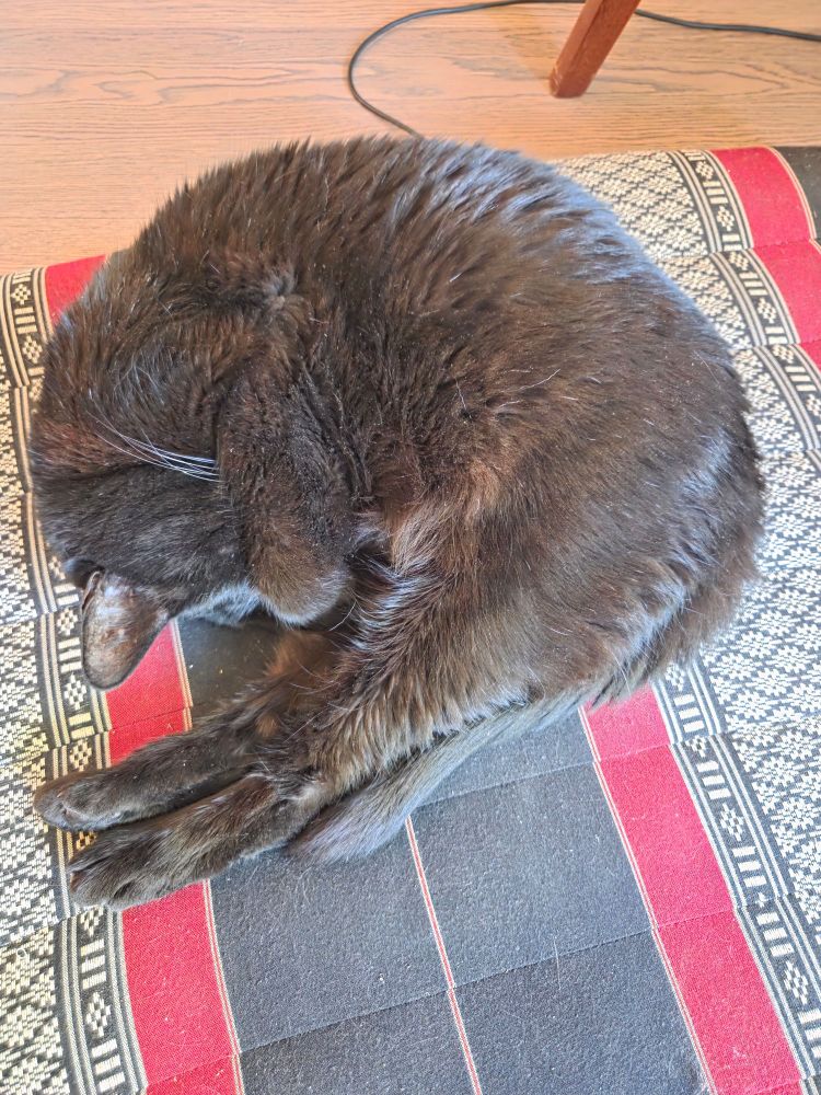 An elderly black cat sleeping curled up, with her hind legs extended 