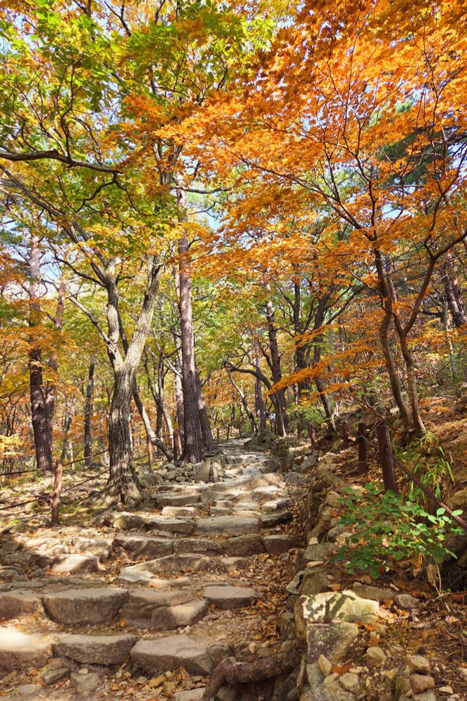 Wooded stone path with trees in autum colours