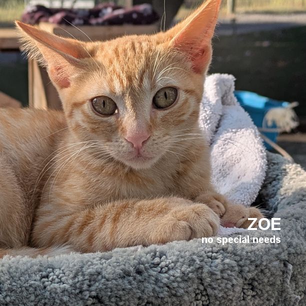 TWO FOR TUESDAY!

Pumpkin and Zoe are 8 months 1 week-old and need sponsors! SNAP Cats rescued Pumpkin and Zoe from Orange County. ACTUALLY, we rescued their mom from Orange County where she and two other females were being abused. Little did we know that their mom was, well, pregnant, and a week later out popped 5 kittens! Two of the five (Brittany and Dora) have been adopted, which leaves Pumpkin, Zoe and Cali. Cali hasn’t been fixed yet so she’s still not available (unless you just can’t live without her in which case we’ll make an exception!). Pumpkin and Zoe (Zoe’s a polydactyl) are kinda bonded so we’d like to see them adopted together. Both are very playful, but can be a bit skittish at times, but we think once they’re in a “calmer” environment they’ll open up and be fine. They’ll just need a little time to adjust.

If you’re interested in Pumpkin and Zoe please fill out an adoption application at https://www.snapcats.org/category/adoption/catsforadoption/. Thanks.

#snapcats #snapcatsrescue #snapcatsnetwork #specialneedscats #specialneedscatrescue #snap_cats #lukiehouse #polydactylcat #polydactylcats #gingercats #gingercatsrock #gingercatsrule #gingercatsofinstagram #kitten #kittens #cutekitten #cutekittens #kittensofinstagram #cutekittensofinstagram #cat #cats #catsofinstagram 

SNAP Cats uses Smart Cat, all natural cat litter.