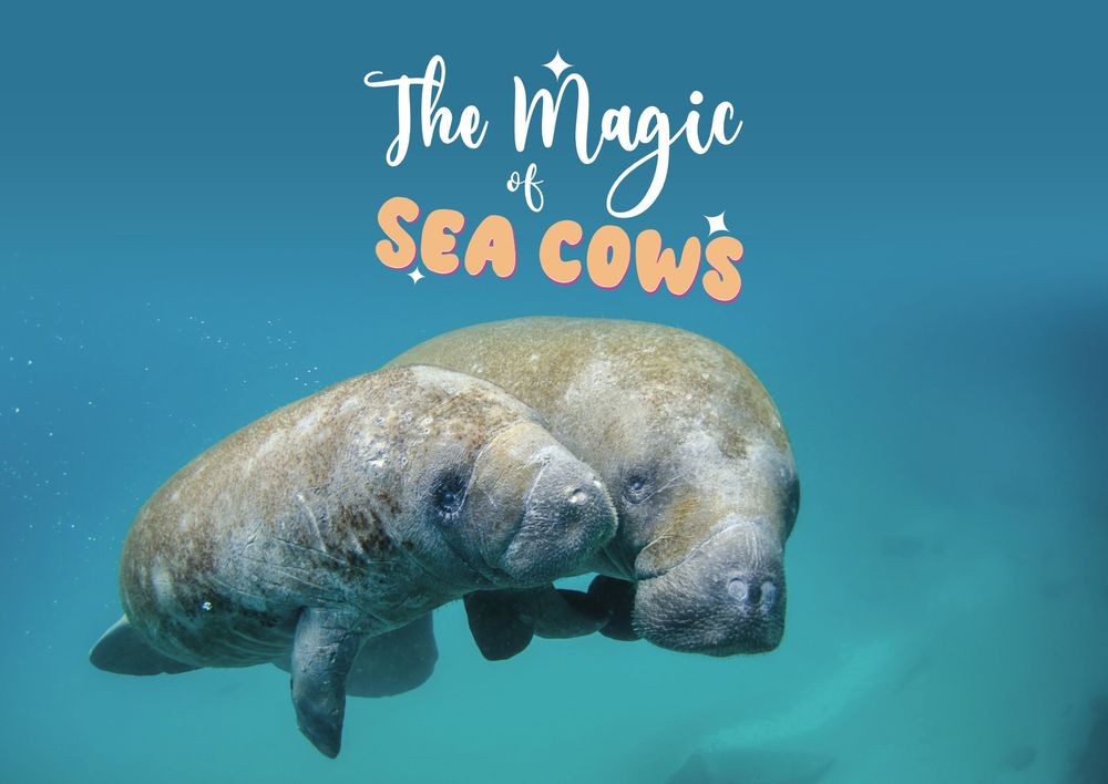 The final version of the image with its bleed and margin accounted for. A pair of manatees are swimming together. The title reads, "The Magic of Sea cows"