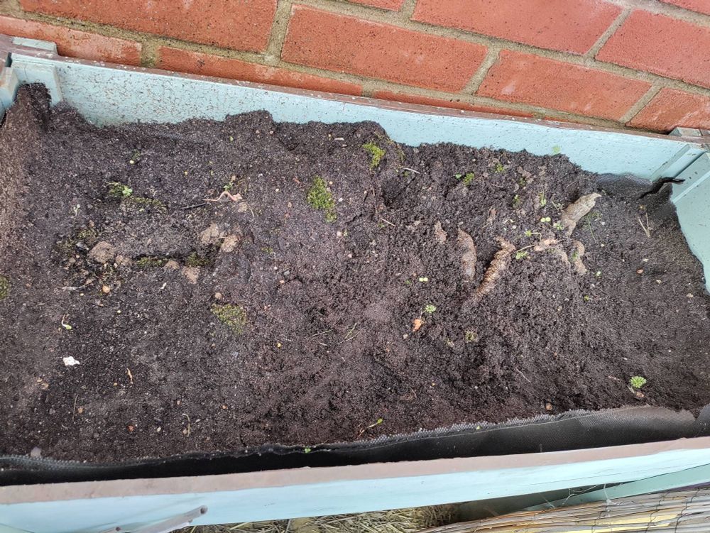 Another planter full of cat poo.