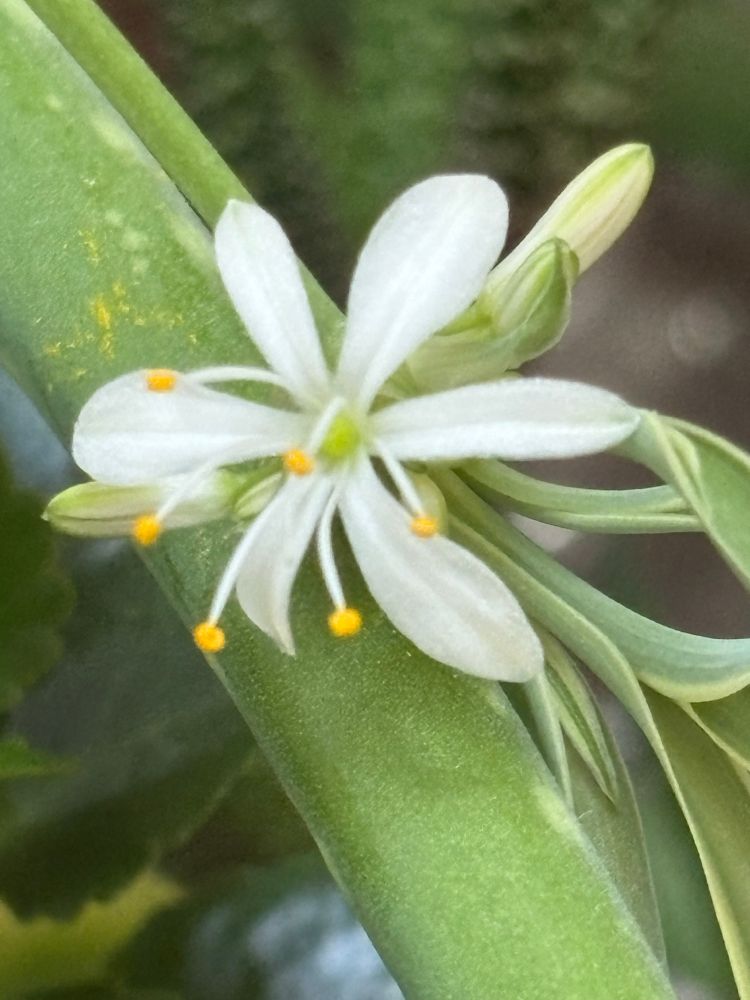 Spider plant bloom: small white flower with green plant behind. Yellow stamens (?), six petals. 