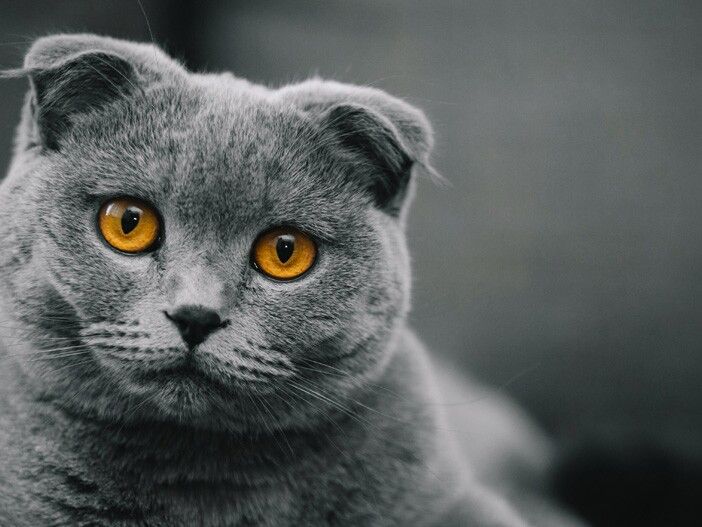 Eine graue scottish Fold Katze mit braunen Augen. Die Ohren sind aufgrund des Knorpelschadens nach vorne geklappt. Wie Mini Schlappohren.