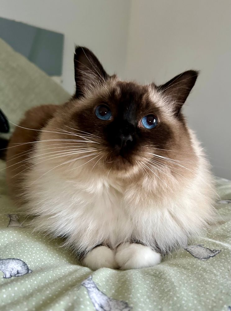 A huge Ragdoll cat faces the camera in a loaf shape, her huge blue eyes gazing upwards. She sits on a green duvet, her massive white paws just visible. Seriously, she’s so pretty it’s unfair. 