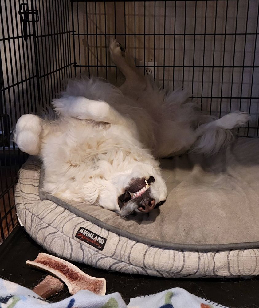 Large white dog sleeping on his back. Mouth open showing teeth.