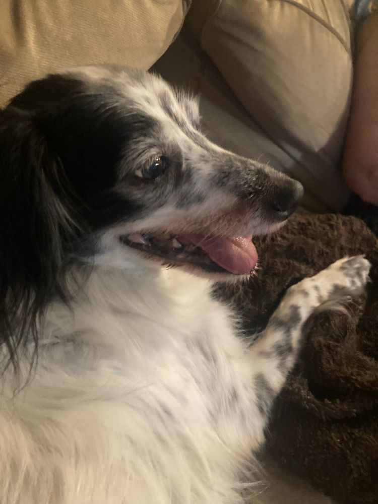 Paloma, a beautiful monochrome dog sitting open-mouthed on the couch