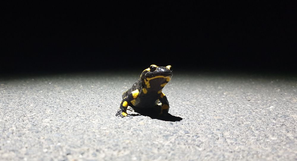 A fire salamander perching on a road.