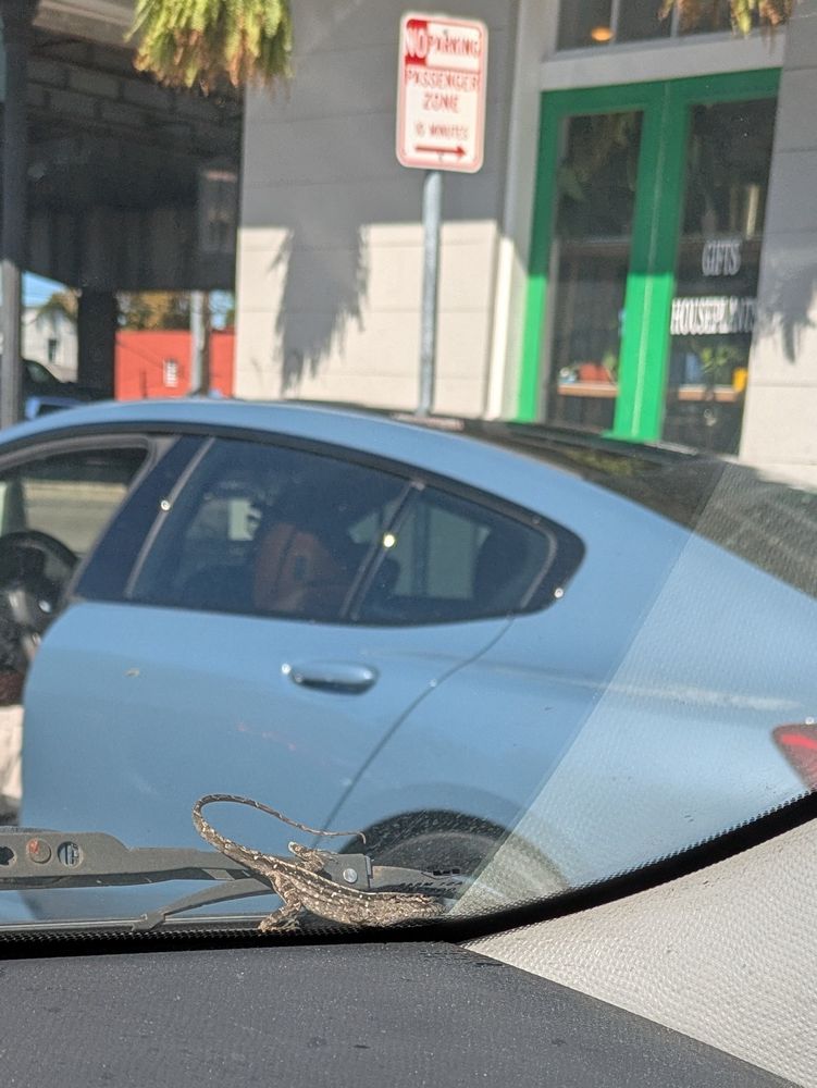 Brown anole on a windshield wiper
