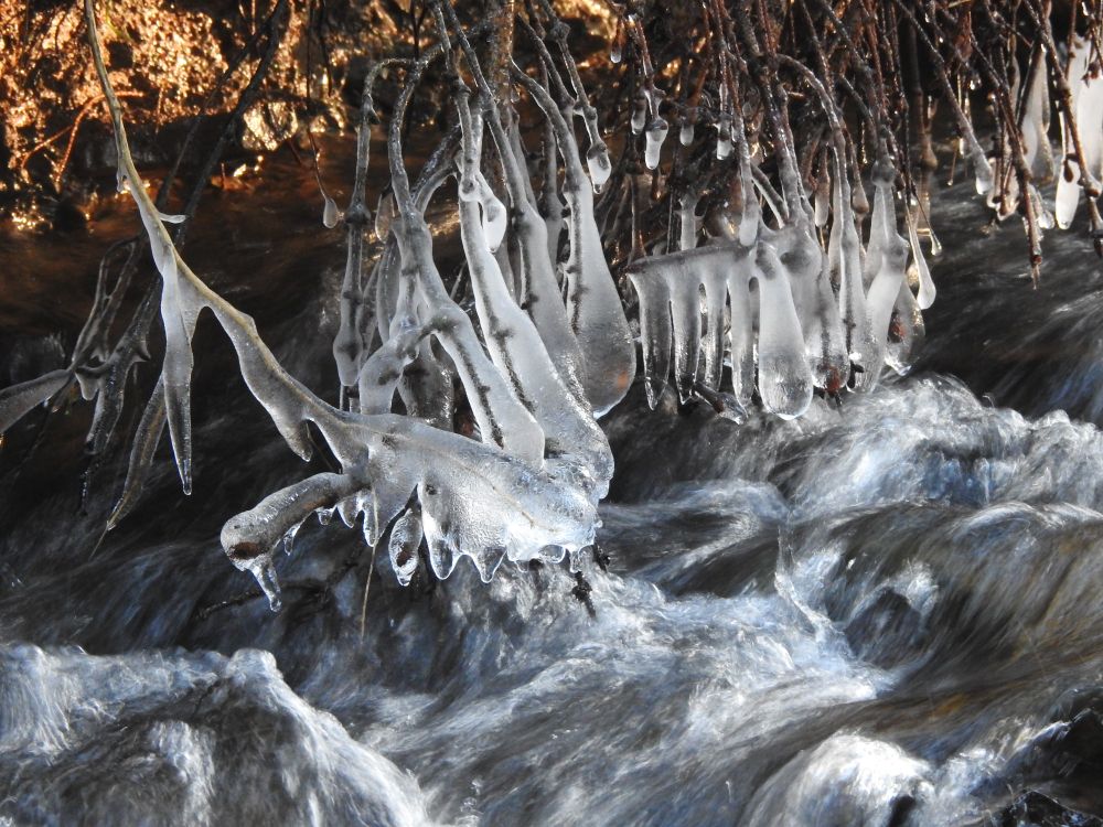 Über den Bach ragende Äste, die bei den frostigen Temperaturen zu kleinen Eisskulpturen wurden