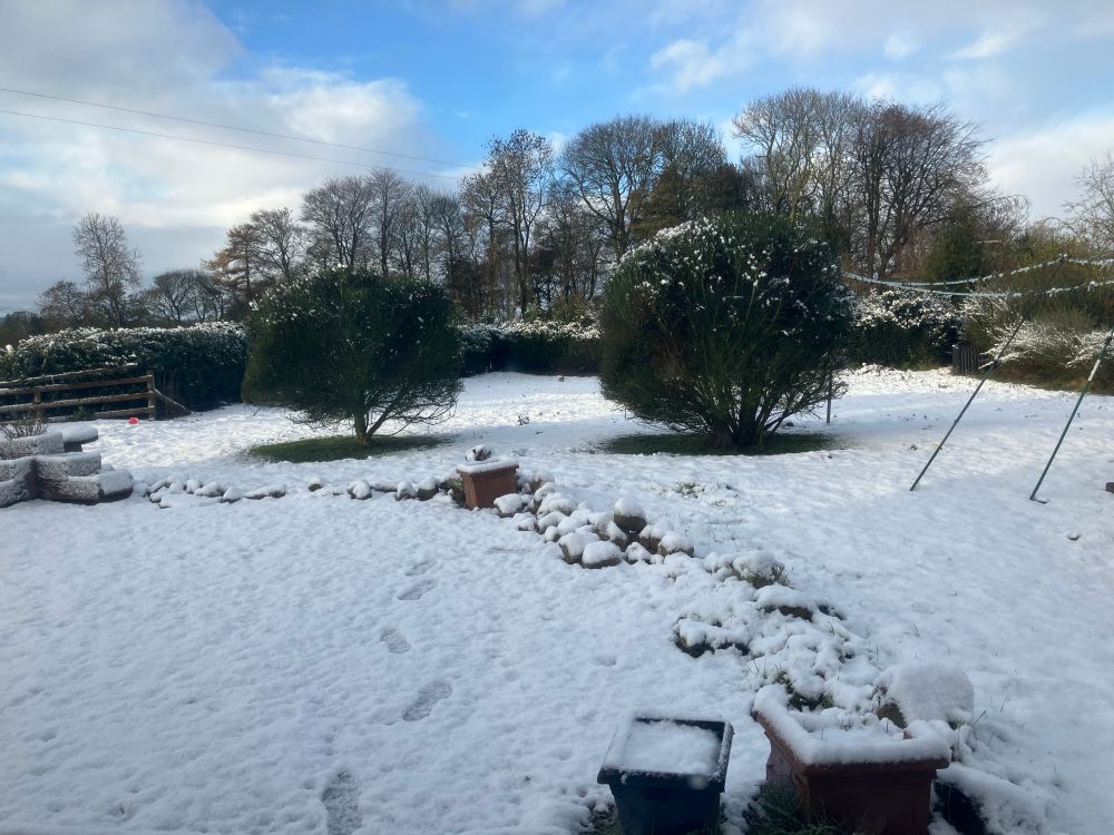 Snowy garden with blue sky