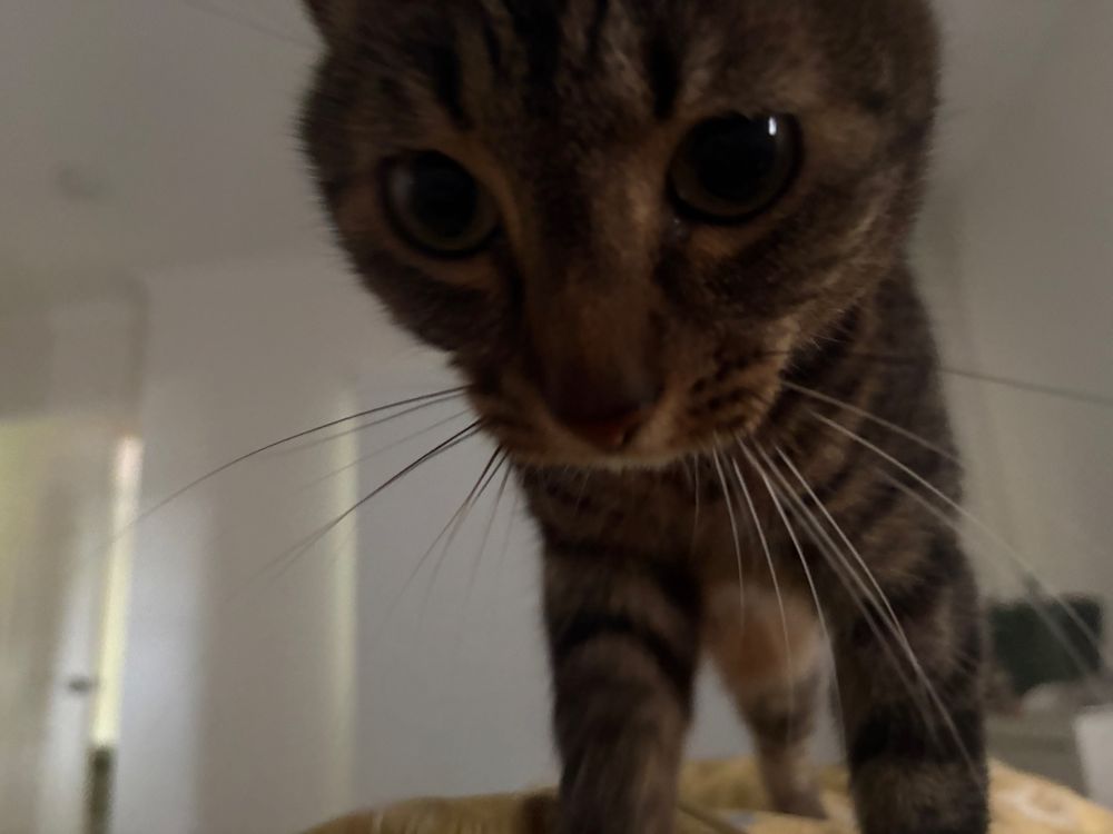 A tiny kitty named cat Benatar walking towards the camera, she’s walking along my chest to boop my face to tell me it’s time to get up. 