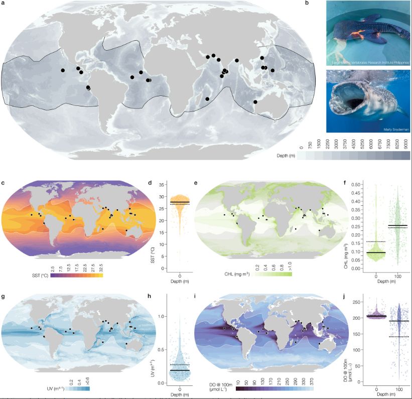 (a) Recorded sightings of whale shark neonates globally (black points). (b) Image of neonatal and adult whale sharks from Large Marine Vertebrates Research Institute Philippines group (b) and Marty Snyderman (b). (c) Whale shark neonates and sea surface temperature (SST, °C averaged for 2005–2019). (d) SST recorded from neonate locations and 10 randomised runs. (e) Whale shark neonates and Chlorophyll-a (Chl-a, mg m3 averaged for 2005–2019). (f) Chl-a at 0 and 100 m depths recorded from neonate locations and 10 randomised runs. (g) Whale shark neonates and current velocity (UV) at 0 m depth (ms−1, averaged for 2005–2019). (h) UV recorded from neonate locations and 10 randomised runs. (i) Whale shark neonates and dissolved oxygen (DO) concentration at 100 m depth (μmol L−1, averaged for 2005–2019). (h) DO concentrations at 0 and 100 m depths recorded from neonate locations and 10 randomised runs. In (d, f, h) and (j) each point represents a single sighting or randomised location, the solid black line is the median value of randomised locations, the dashed black line the median of the observed sightings for each depth, and the violin displays the density distribution of all locations. IUCN whale shark distributions are shown in white in each map and with a black outline in (a).