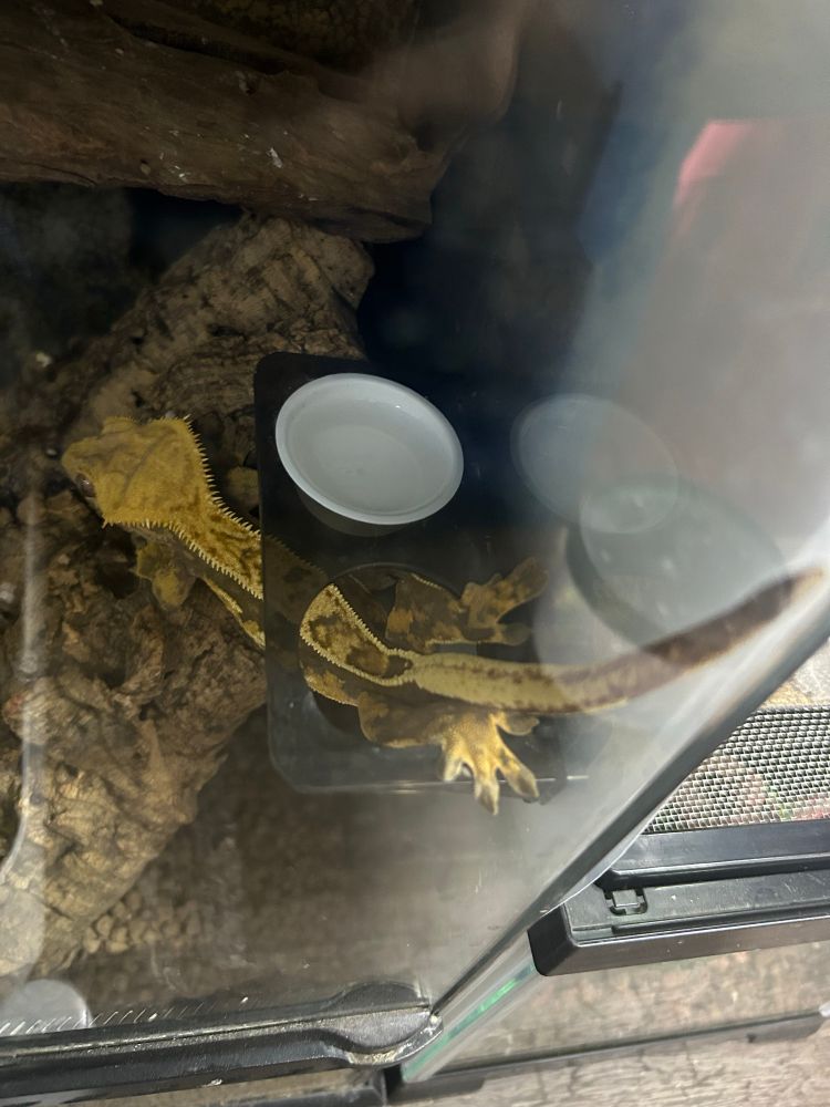 クレステッドゲッコー