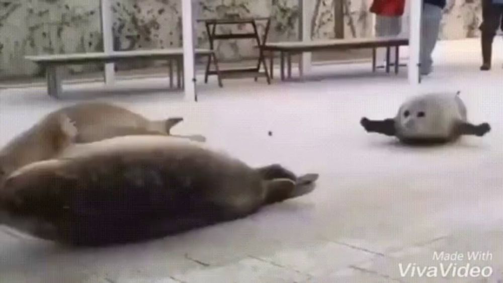 a group of seals laying on top of each other on a concrete floor .