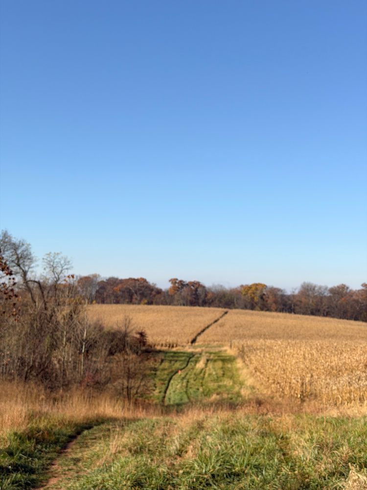 Taken from a grassy hilltop, the photo looks down a faint dirt track that cuts through tall, dry grass before disappearing into a harvested cornfield. Beyond it, a line of trees with fading fall color marks the edge of the field, standing out against the soft blue morning sky.