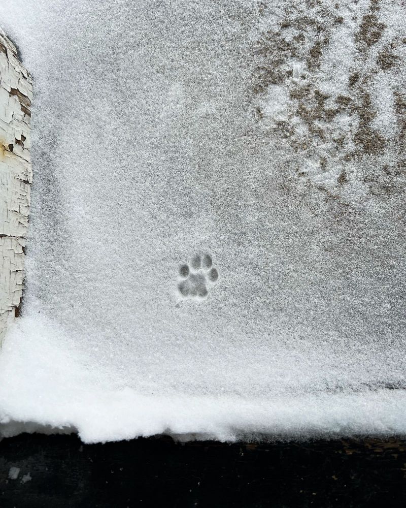 A single cat paw print in the snow on the threshold of an exterior door