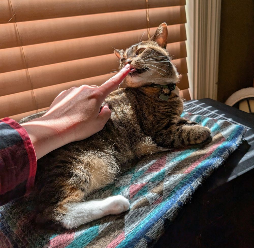 A cat is lounging on a colorful geometric patterned woven blanket where stripes of sunlight coming through the window blinds fall over her. A human hand enters from the left edge of the frame with the index finger extended towards the cat's nose, nearly touching it. In return, the cat is casually considering the finger, sniffing with mild interest with the hint of a tongue sticking out
