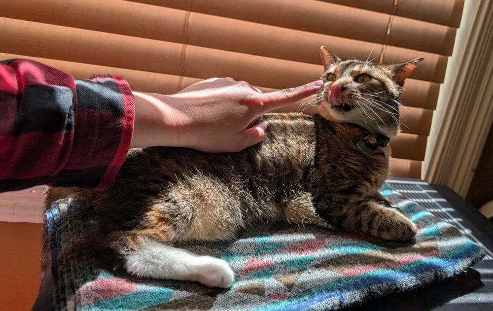 The cat is no longer interested in the finger held before her. She is licking her nose and she's ready to go back to lounging in peace