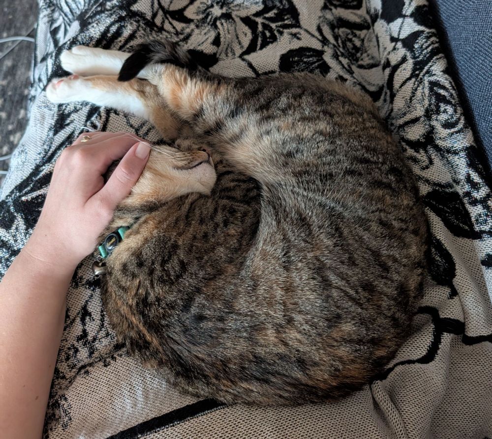 A tabby cat curled up on a black and white blanket in indirect daylight. A person's left arm is gently covering the top of the cat's head but the cats nose and content little mouth are visible. From her head, her striped and spotted body curls down, around to the right, and all the way up and back towards her head with her two back white feet stuck straight out towards the upper right past her head and the hand holding it. The small black tip of her tail is lazily draped over her back ankles