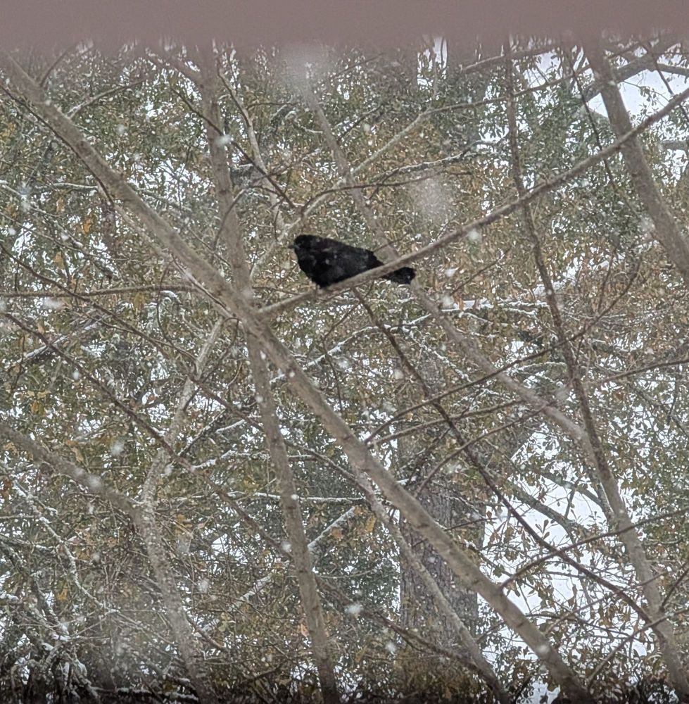 A red-winged blackbird sits on a branch, it is notably high contrast in the pale branches and dusting of snow in the soft morning light