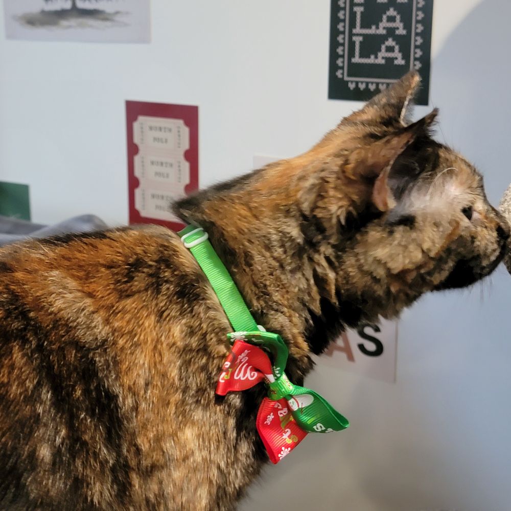 Penelope the tortie cat in full snifferoo mode. Festive bow ties will never stop the pursuit of a scent. 