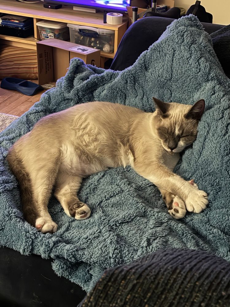 Duncan on the blanket