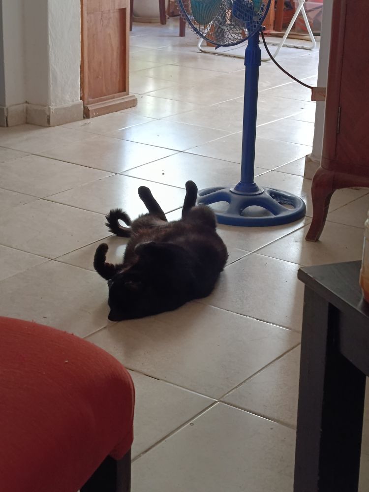 Kera patas para arriba sobre el piso de azulejo. Con las piernas abiertas porque hace calor 