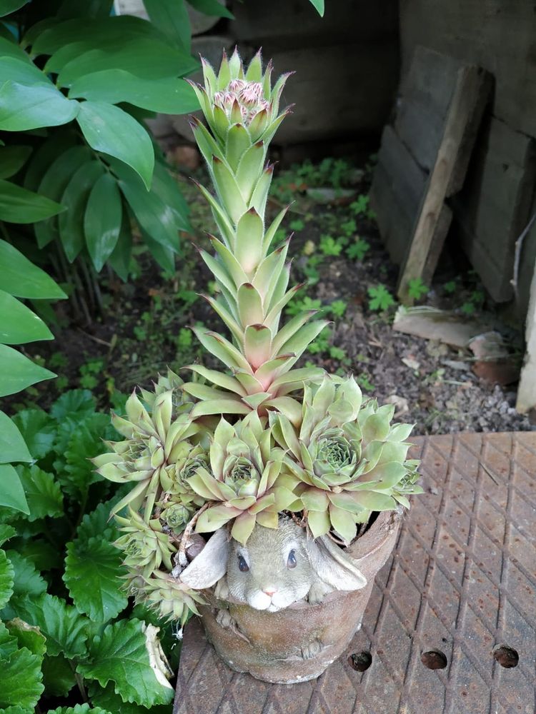 Massive succulent is about to bloom