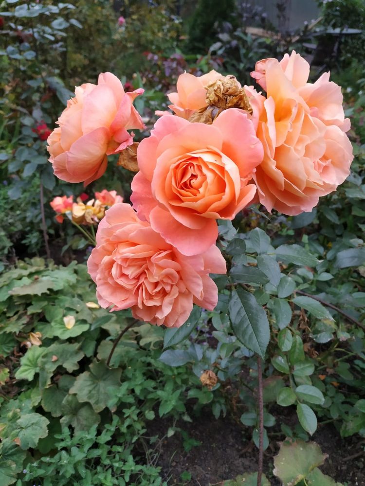 Last roses of the season from my mother's garden