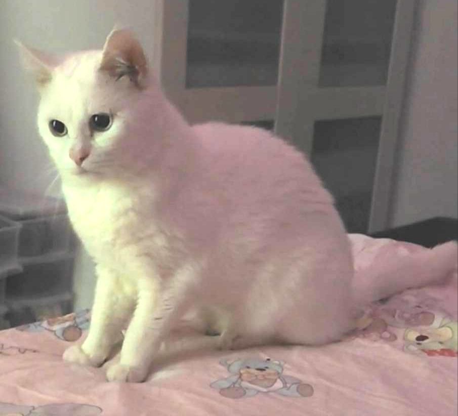 the cutest white cat in the universe