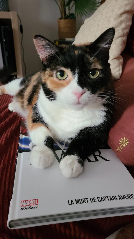 Photo de ma minette Likou avec un regard bien trop mignon