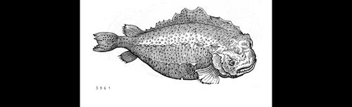 A black-and-white, detailed illustration of a fish. The fish has a rounded, stocky body covered with textured patterns resembling scales and bumps. Its head is large with a prominent, somewhat grumpy expression, and it has short fins