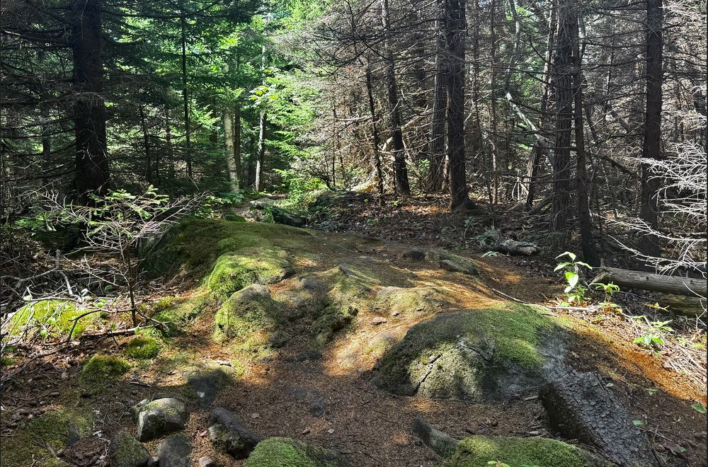 Idyllic moss-covered, forest trail path.