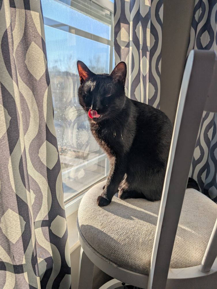 Black cat on a chair