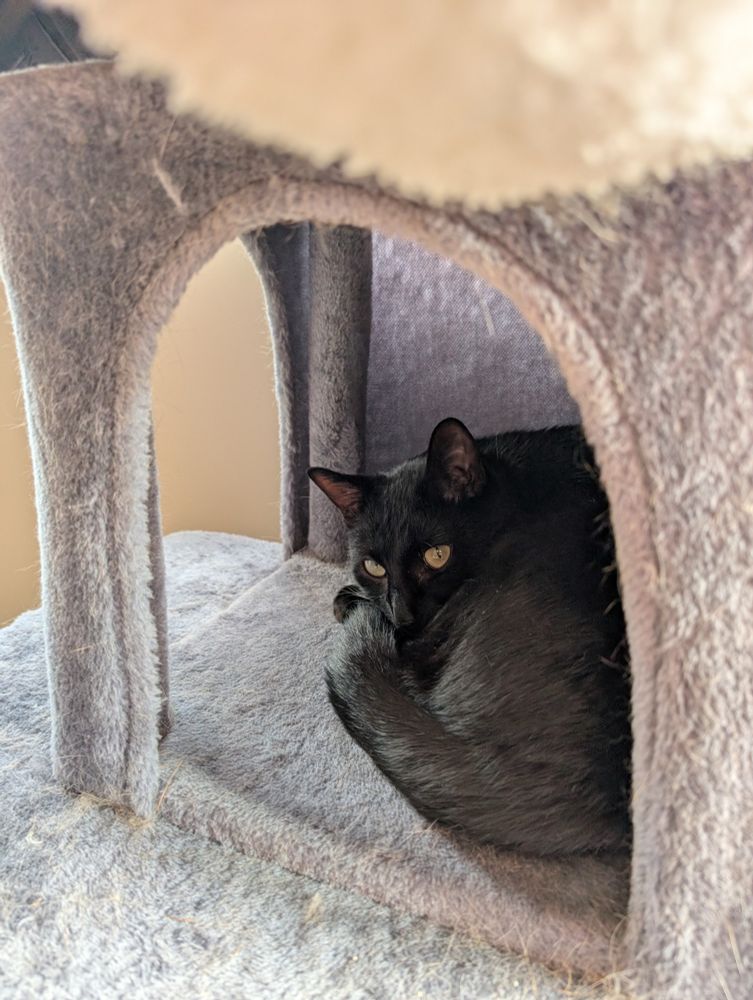 Black cat staying warm, curled up in cat tree