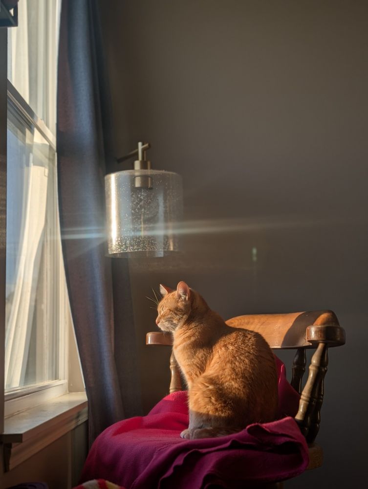 An orange cat named Cinnamon in the morning sun